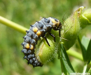 larve coccinelle.jpg