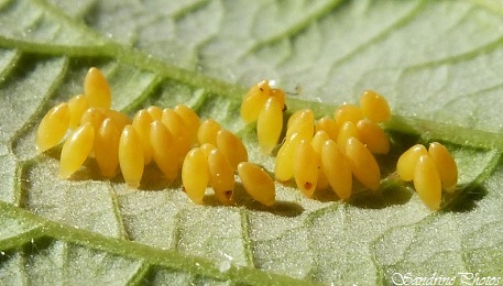 oeuf coccinelles.jpg