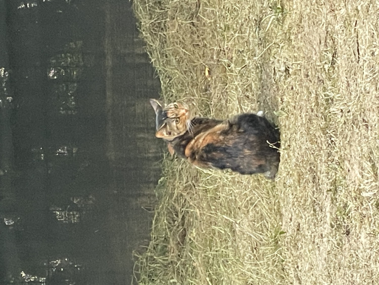IMG_1004.jpeg