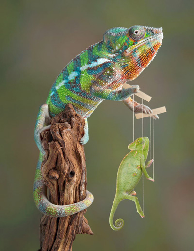 Caméléon-marionnettiste-et-marionnette.jpg