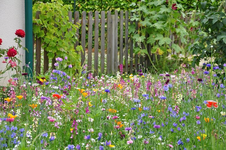 819x544xprairie-fleurie.jpg.pagespeed.ic.ZBqgeX-A1Z.jpg