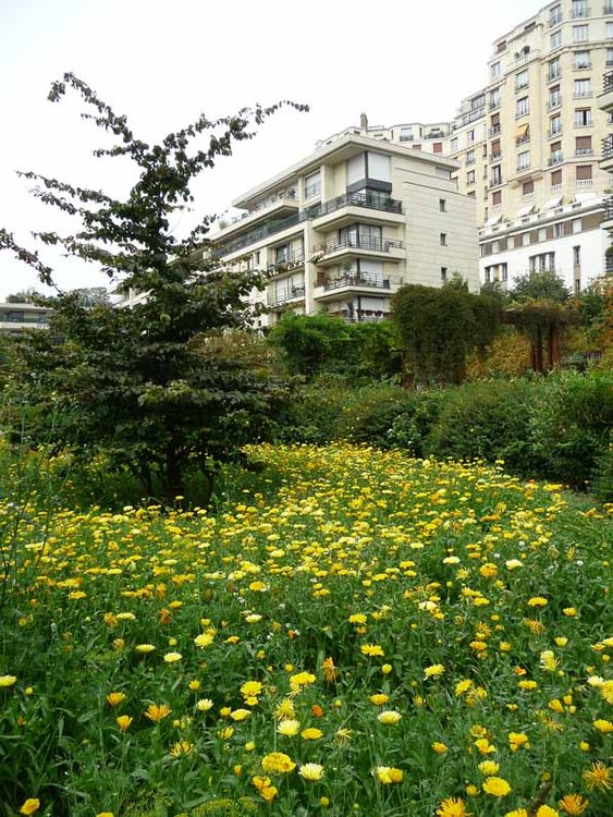 cedre-prairire-fleurie-soucis-fleurs-jaunes-parc-de-passy-paris-16e-septembre-ete-2014.jpg