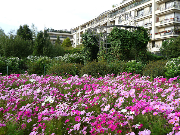 cosmos-bipinnatus-asteracees-prairie-fleurie-fleur-parc-de-passy-paris-automne-octobre.jpg