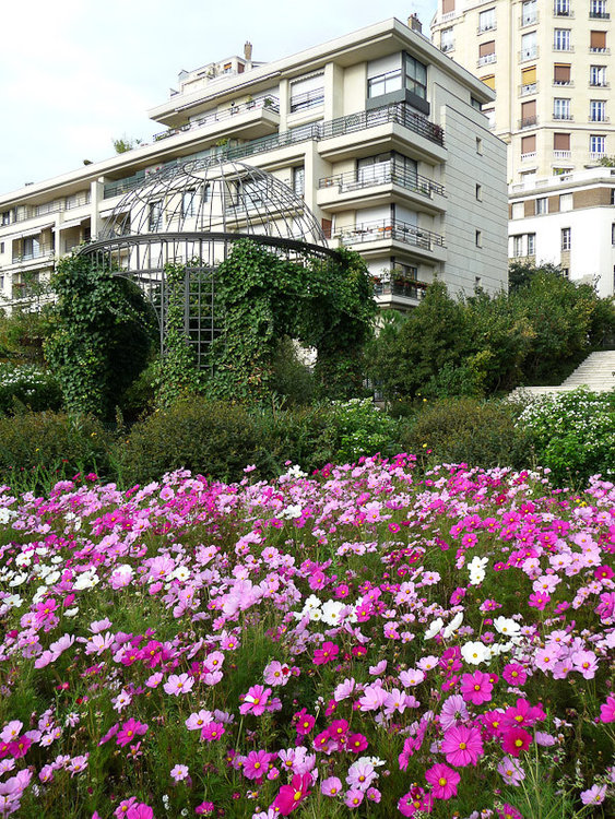cosmos-bipinnatus-asteracees-prairie-fleurie-fleur-parc-de-passy-paris-octobre-automne-598x797.jpg