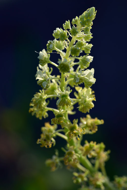 macro_150603_191453.jpg